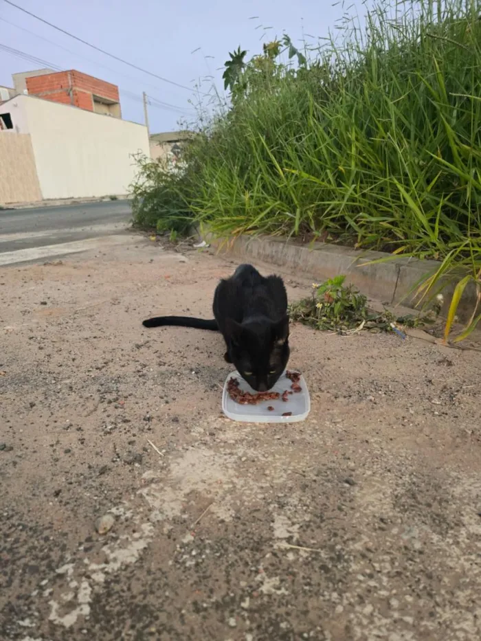 Gato raça SRD-ViraLata idade 1 ano nome Banguela