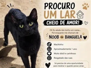 Gato raça SRD-ViraLata idade 1 ano nome Banguela