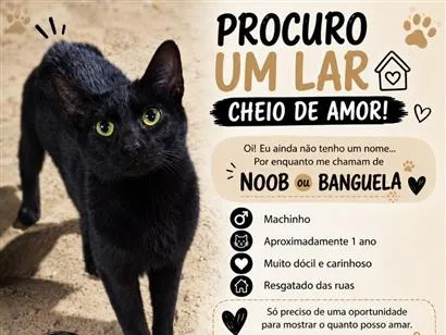 Gato raça SRD-ViraLata idade 1 ano nome Banguela