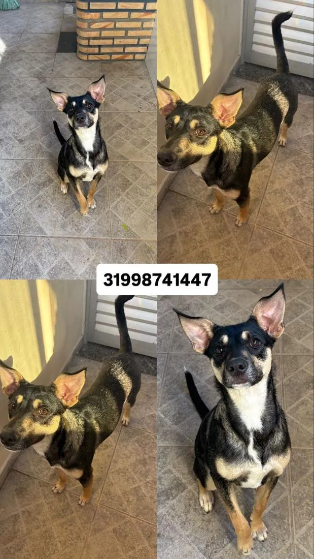 Cachorro raça SRD-ViraLata idade 2 a 6 meses nome Artemis