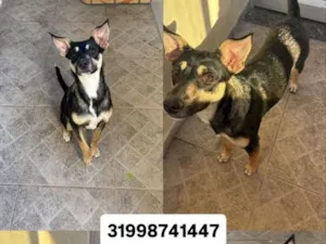 Cachorro raça SRD-ViraLata idade 2 a 6 meses nome Artemis