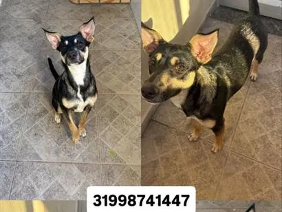 Cachorro raça SRD-ViraLata idade 2 a 6 meses nome Artemis