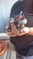 estrela