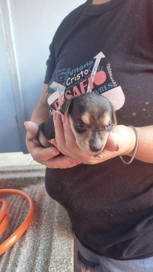 Cachorro raça SRD-ViraLata idade Abaixo de 2 meses nome estrela
