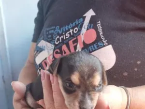 Cachorro raça SRD-ViraLata idade Abaixo de 2 meses nome estrela