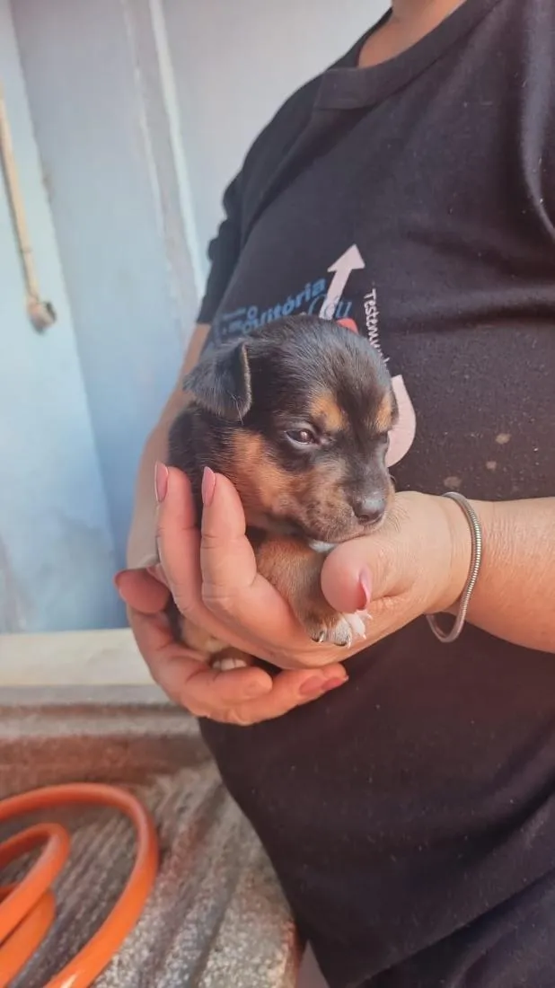 Cachorro raça SRD-ViraLata idade Abaixo de 2 meses nome Neguinha