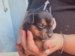 Cachorro raça SRD-ViraLata idade Abaixo de 2 meses nome Neguinha