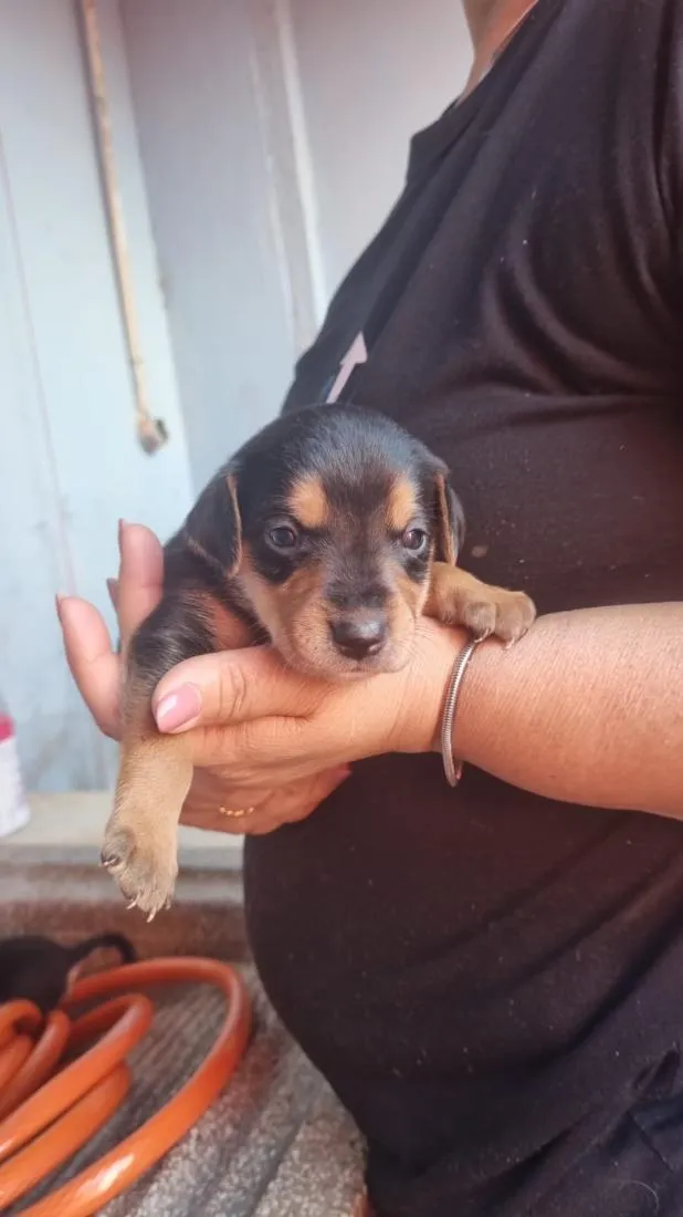 Cachorro raça SRD-ViraLata idade Abaixo de 2 meses nome Mike