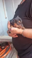 Bob