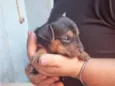 Bob