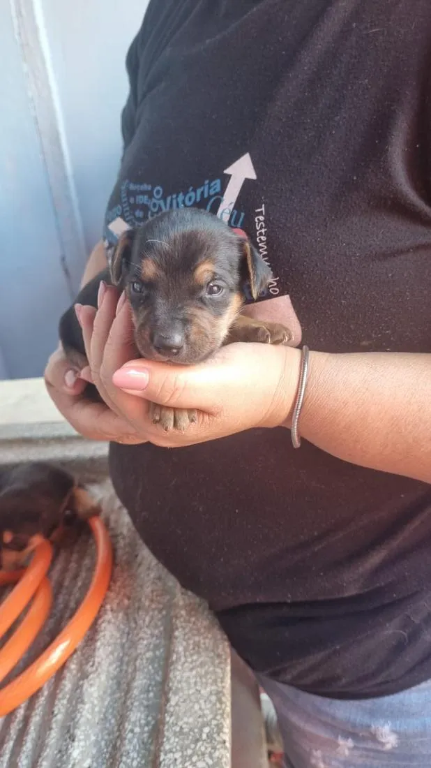 Cachorro raça SRD-ViraLata idade Abaixo de 2 meses nome Coquinho