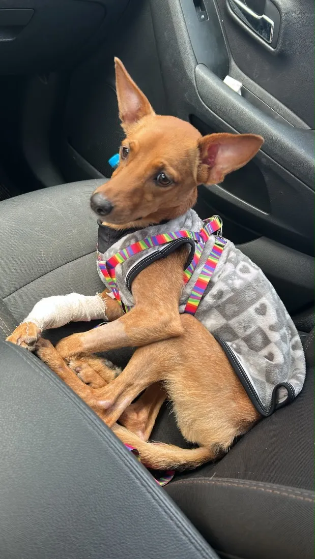 Cachorro raça SRD-ViraLata idade 2 anos nome Bruma