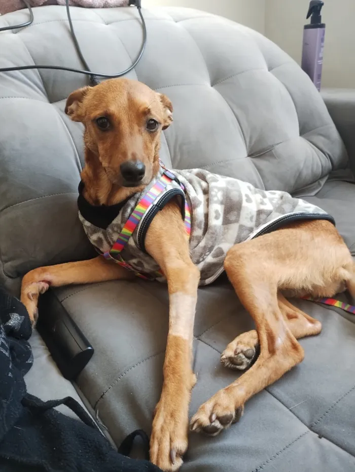Cachorro raça SRD-ViraLata idade 2 anos nome Bruma