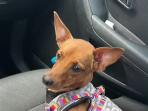 Cachorro raça SRD-ViraLata idade 2 anos nome Bruma