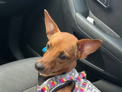 Cachorro raça SRD-ViraLata idade 2 anos nome Bruma