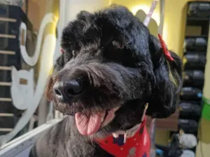 Cachorro raça Poodle idade 6 ou mais anos nome Luna 