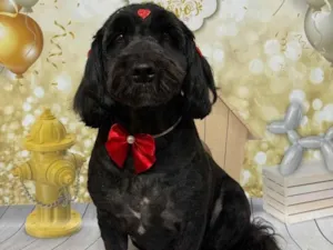 Cachorro raça Poodle idade 6 ou mais anos nome Luna 
