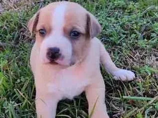 Cachorro raça SRD-ViraLata idade Abaixo de 2 meses nome rex