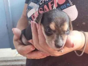 Cachorro raça SRD-ViraLata idade Abaixo de 2 meses nome estrela