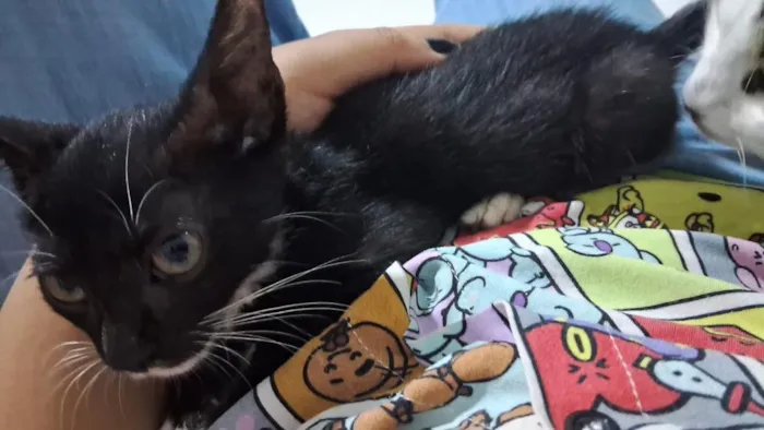 Gato raça SRD-ViraLata idade 2 a 6 meses nome Morgana