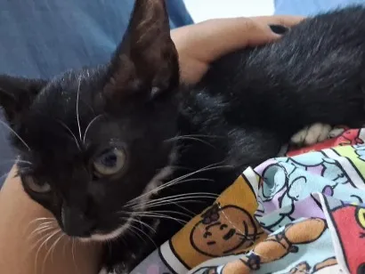 Gato raça SRD-ViraLata idade 2 a 6 meses nome Morgana