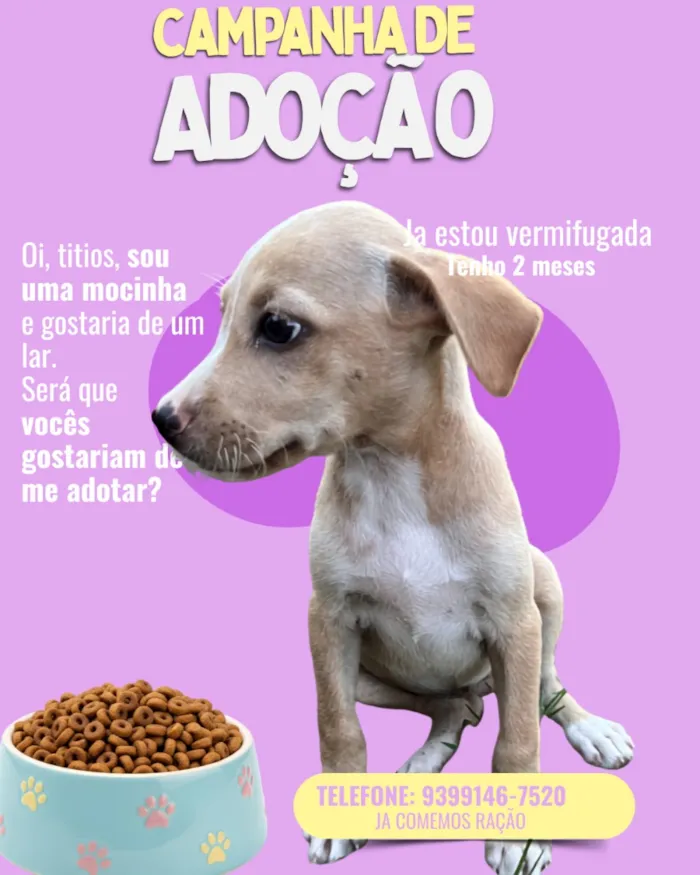 Cachorro raça SRD-ViraLata idade 2 a 6 meses nome Meg 