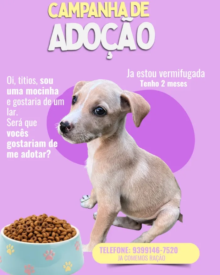 Cachorro raça SRD-ViraLata idade 2 a 6 meses nome Meg 