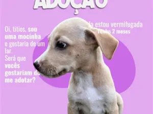 Cachorro raça SRD-ViraLata idade 2 a 6 meses nome Meg 