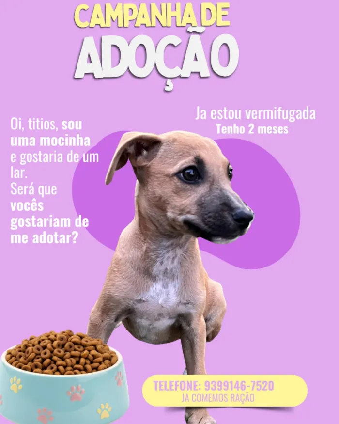 Cachorro raça SRD-ViraLata idade 2 a 6 meses nome Aurora