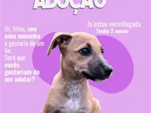 Cachorro raça SRD-ViraLata idade 2 a 6 meses nome Aurora
