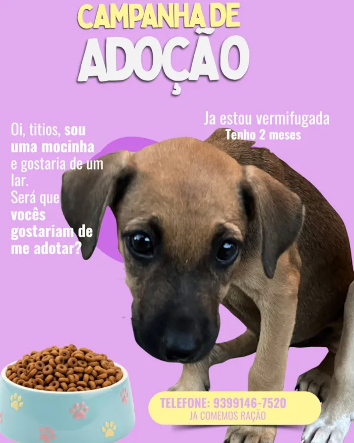 Cachorro raça SRD-ViraLata idade 2 a 6 meses nome Meredt