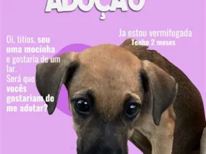 Cachorro raça SRD-ViraLata idade 2 a 6 meses nome Meredt