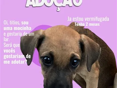 Cachorro raça SRD-ViraLata idade 2 a 6 meses nome Meredt