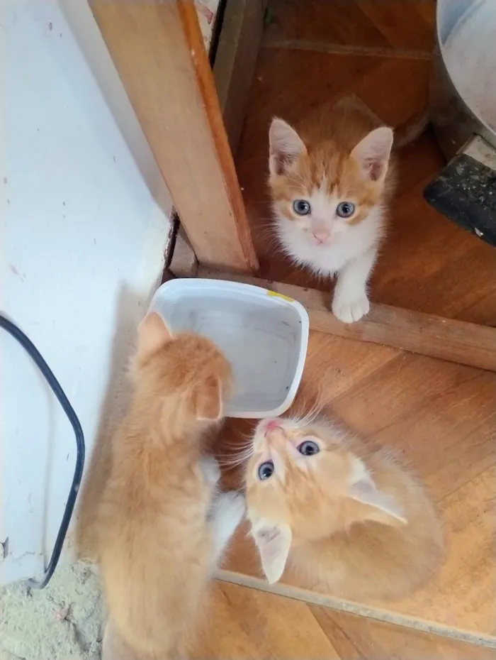 Gato raça SRD-ViraLata idade Abaixo de 2 meses nome sem nome 