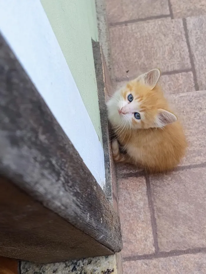 Gato raça SRD-ViraLata idade Abaixo de 2 meses nome sem nome 