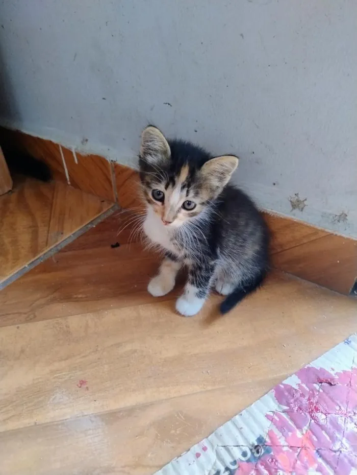 Gato raça SRD-ViraLata idade Abaixo de 2 meses nome sem nome 