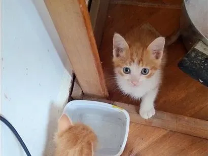 Gato raça SRD-ViraLata idade Abaixo de 2 meses nome sem nome 
