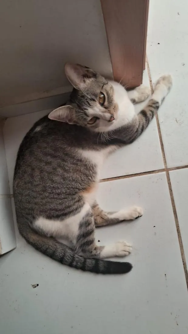 Gato raça SRD-ViraLata idade 1 ano nome Pérola 