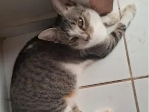 Gato raça SRD-ViraLata idade 1 ano nome Pérola 