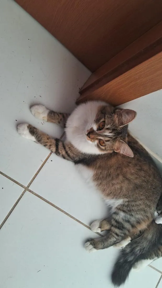 Gato raça SRD-ViraLata idade 1 ano nome Hannah