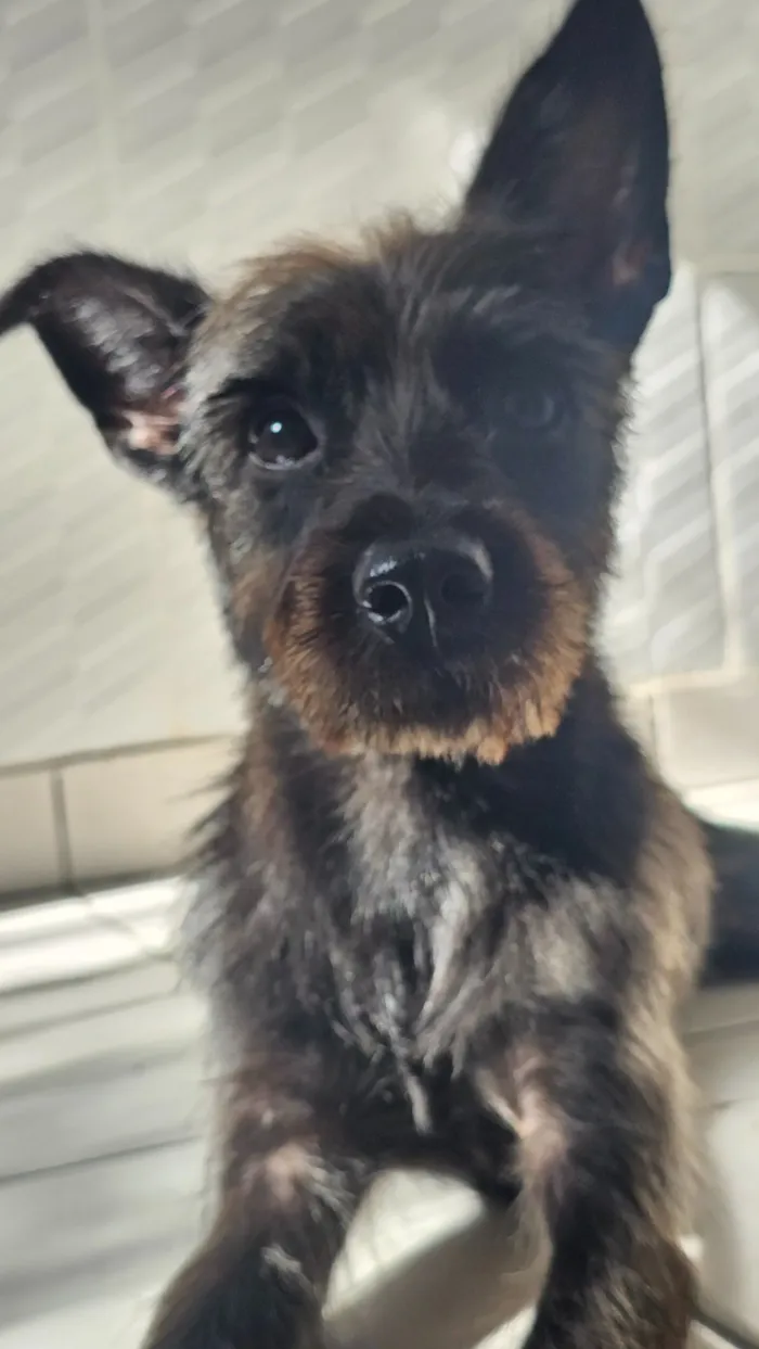 Cachorro raça SRD-ViraLata idade 1 ano nome Ozzy Osbourn