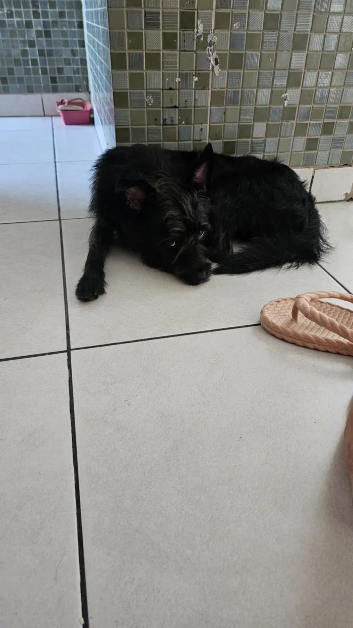 Cachorro raça SRD-ViraLata idade 1 ano nome Ozzy Osbourn