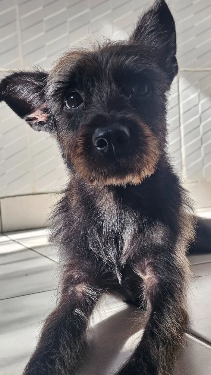 Cachorro raça SRD-ViraLata idade 1 ano nome Ozzy Osbourn