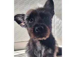 Cachorro raça SRD-ViraLata idade 1 ano nome Ozzy Osbourn