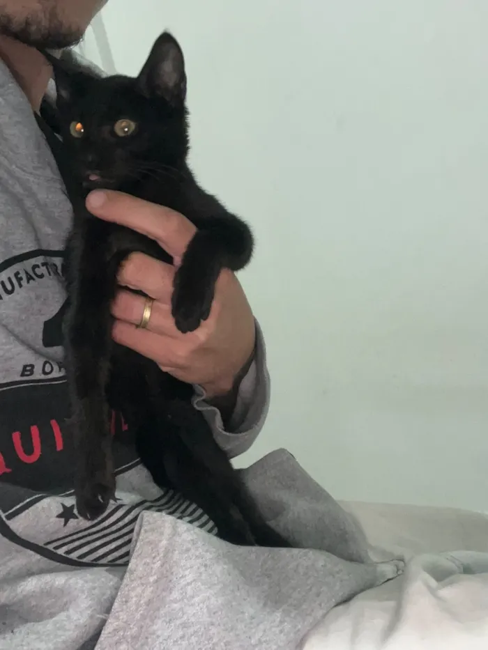 Gato raça SRD-ViraLata idade Abaixo de 2 meses nome Ainda não tem