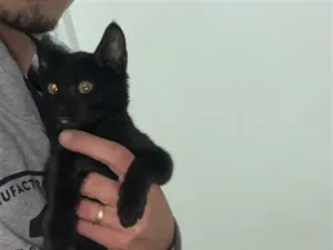 Gato raça SRD-ViraLata idade Abaixo de 2 meses nome Ainda não tem