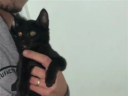 Gato raça SRD-ViraLata idade Abaixo de 2 meses nome Ainda não tem