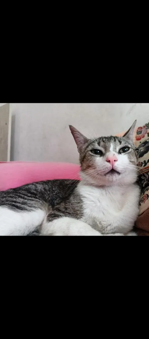 Gato raça SRD-ViraLata idade 1 ano nome Musk