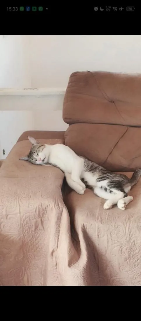 Gato raça SRD-ViraLata idade 1 ano nome Musk