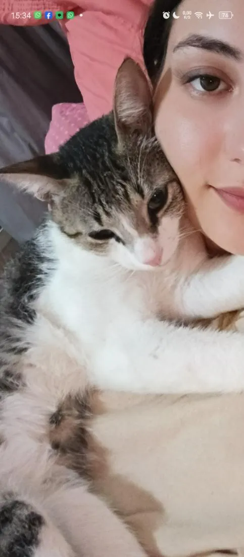 Gato raça SRD-ViraLata idade 1 ano nome Musk